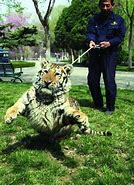 Image result for Zookeeper in Chinese