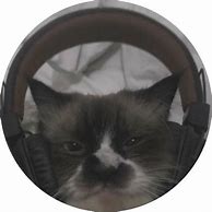 Image result for Funny Cat PFP
