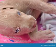 Image result for Newborn Pitbull