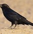 Image result for Raven Round and Brown Banging