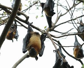 Image result for Thailand Bats