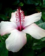 Image result for Hibiscus Flower Stencil