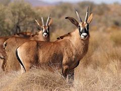 Image result for Clouded Antelope