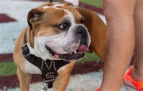 Image result for Mississippi State Football Bulldog Mascot