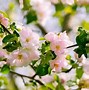 Image result for Yellow Leaves On Apple Tree in Summer