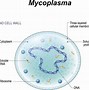 Image result for Cytoplasm Animal Cell 3D Model