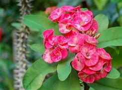 Image result for euphorbia