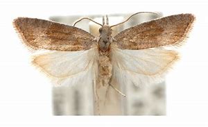 Image result for Meiglyptes Picidae