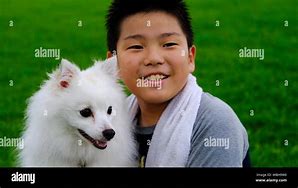 Image result for Pomeranian Dog Jiff Pom