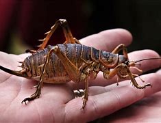 Image result for Giant Tree Weta Cricket