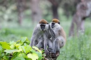 Image result for Cuban Monkey