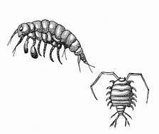 Image result for Wierd Isopod