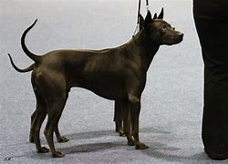 Image result for What's the Rarest Dog