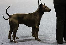 Image result for Rarest Dog Ever