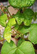 Image result for Concord Grape Leaf