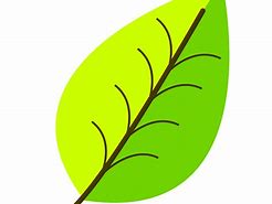 Image result for Leaf to Draw