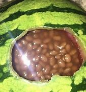 Image result for Curseed Beans