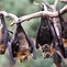 Image result for Flying Fox with Human