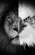 Image result for Bear Lion Eagle