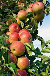 Image result for Apple Fruit On a Tree