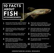 Image result for Facts About Fish