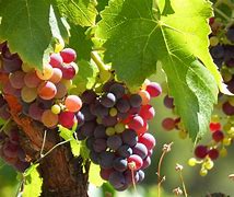 Image result for Wine Branch