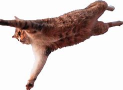 Image result for Jumping Cat Meme
