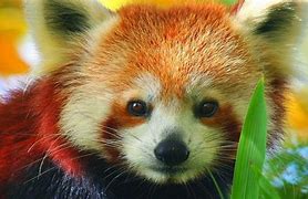 Image result for A Cute Red Panda