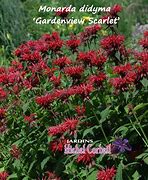 Image result for Monarda Gardenview Scarlet