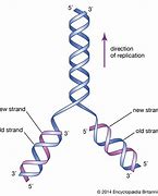 Image result for DNA Replication Structure