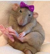 Image result for Funny Rat 1080X1080