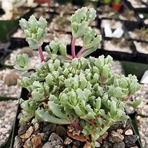 Image result for Oscularia deltoides