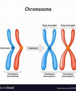 Image result for chromosom_homologiczny