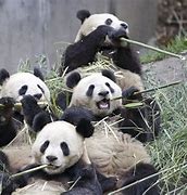 Image result for Giant Panda Hand Bamboo