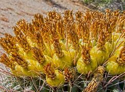 Image result for Barrel Cactus Fruit