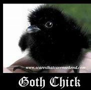 Image result for Funny Raven