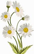 Image result for Flower with White Background Clip Art