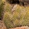 Image result for Tucson Cactus
