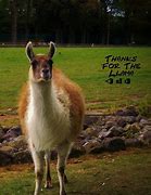 Image result for Thank You Llama Meme