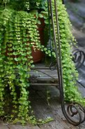 Image result for Draping Vines