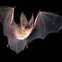 Image result for Northern Long-Eared Bat