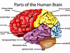 Image result for Memory Brain Diagram