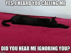 Image result for Cat Ignoring Meme