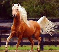 Image result for Golden Arabian Horse