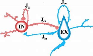 Image result for Inhibitory Neuron