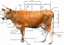 Image result for How Big Is a Cow Heart