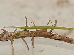 Image result for Indian Walking Stick Insect
