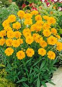 Image result for Coreopsis grandiflora Christchurch