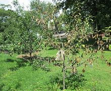 Image result for Brown Leaves On Honeycrisp Tree