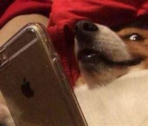 Image result for Old Dog Looking at Phone Meme